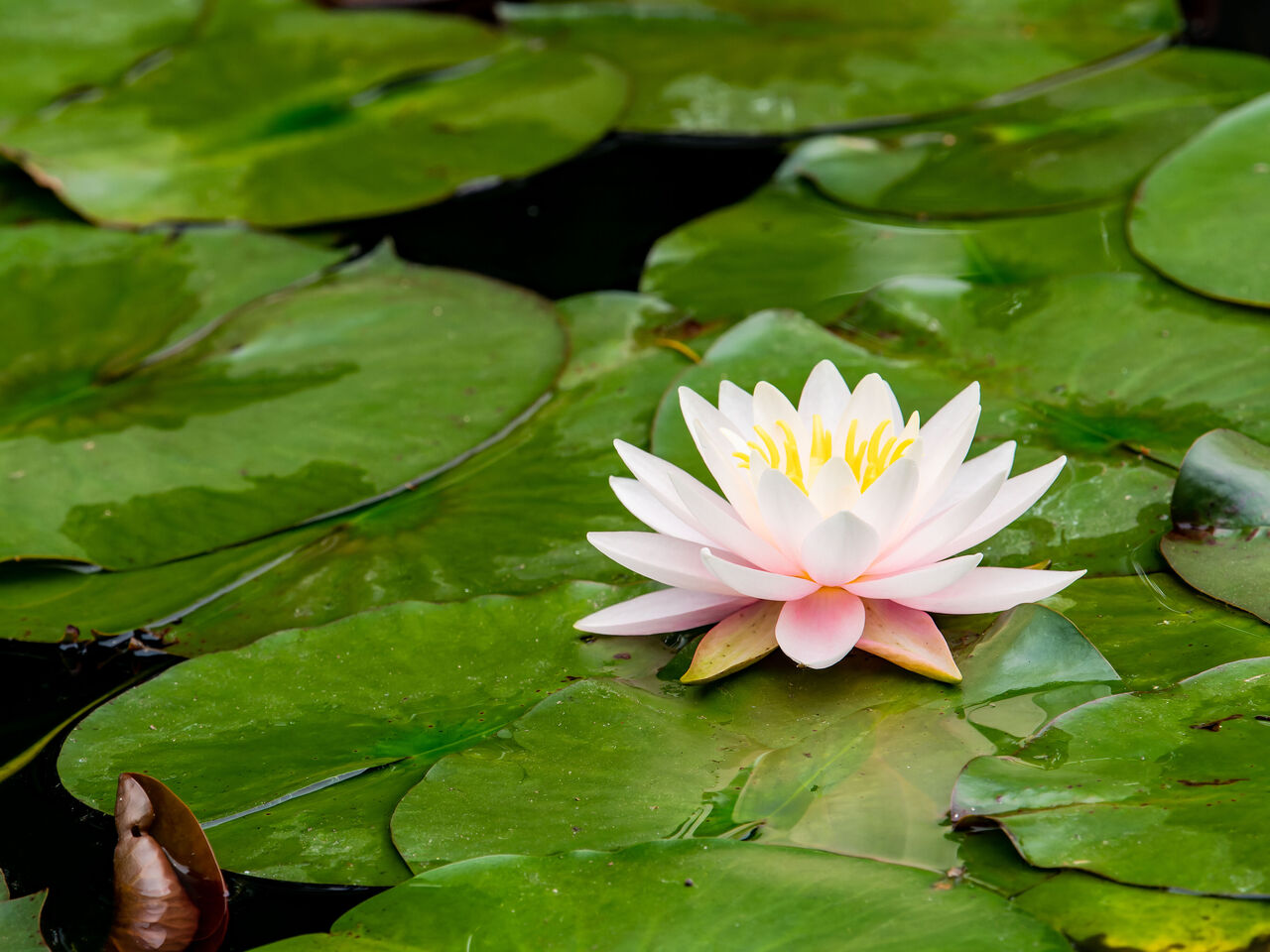 睡蓮の花