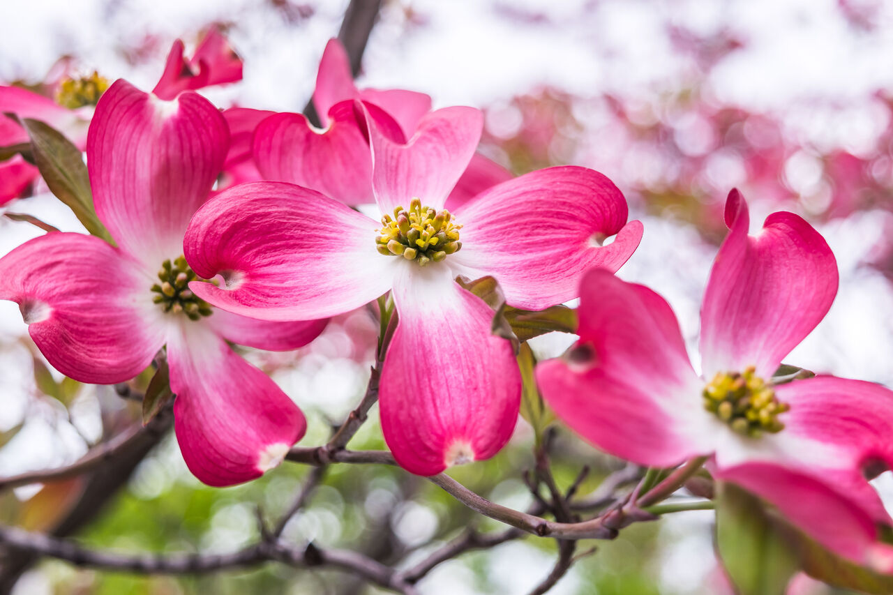 ハナミズキの花言葉は怖い？返礼の由来と色別の違い、贈り方を徹底解説【2026年版】