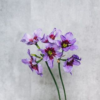リューココリーネの花言葉は「あたたかい心」。