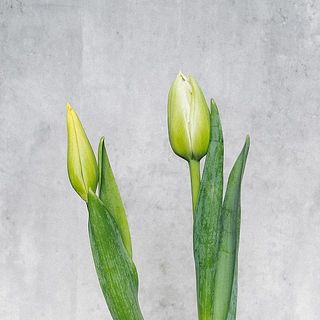 チューリップの茎は1日1cmずつ成長するそう。