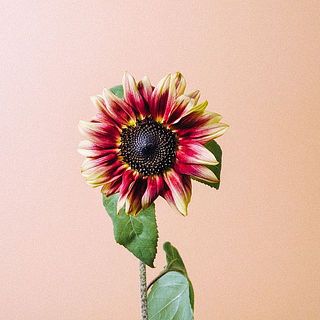 ひまわりは首が曲がっていることがありますが、個体差のため品質には問題ありません。