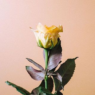バラの外側の花びらは傷が付いていることも。内側を守る役割のため、そのままお届けします。気になる場合は優しく取ってあげてください。