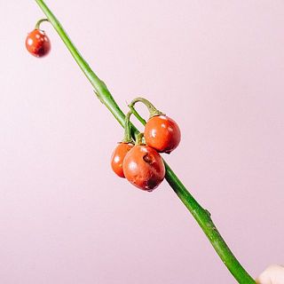 実は傷がついている場合も。気になる場合は、カットしてください。
