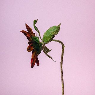 ひまわりは首が曲がっています。個体差のため、品質には問題ありません。