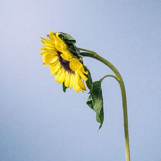 ひまわりは首が曲がっています。個体差のため、品質には問題ありません。