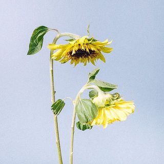 ひまわりは首が曲がっていることもありますが、個体差のため品質には問題ありません。