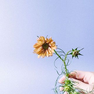 コスモスの色が可愛くて珍しい「アプリコッタ」