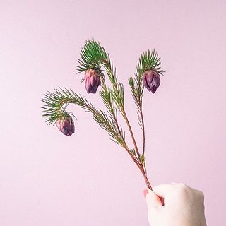 プロテアナナは植物の特性で花首が曲がっていますが、品質に問題はありません。