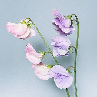 スイートピーは、紫色をお届けすることも。