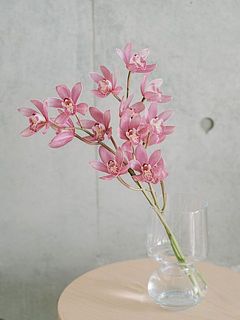 シンビジウム「ありがとう」を2本お届けします。