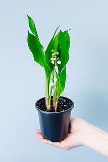 お届けイメージ：鉢のカラーは黒か白色どちらかになります。