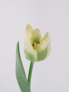 なかなか普段お目にかかれないチューリップです。