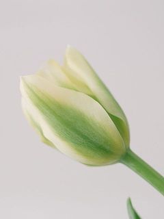 「ビリデ咲き」と呼ばれる、花びらの中央に緑色のラインが入る珍しい系統のチューリップ。