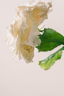 外側の花びらには傷や変色がある可能性も。気になる場合優しく外してください。（写真は別の品種です）