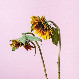 ひまわりは首が曲がっています。個体差のため、品質には問題ありません。
