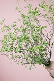 まだ芽吹きの季節なので葉の色は明るく、柔らかい質感です。
