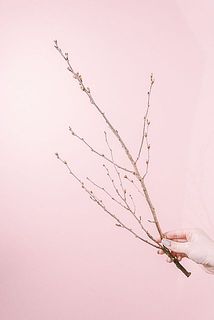 枝ぶりには個体差があります。
