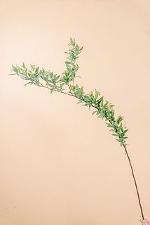 枝ぶりには個体差がございます。