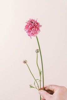 ラムリア