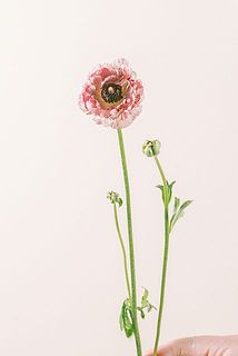 セザール