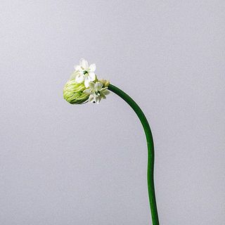 アリウム・サンデルシーは花が重いため、茎が曲がっています。