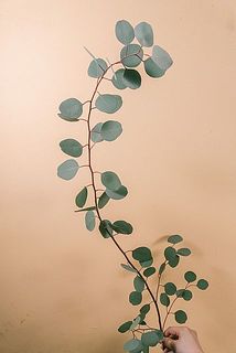 枝ぶりには個体差があります