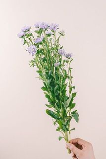 花付きには個体差がございます。