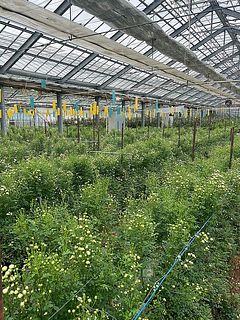 圃場の様子。静岡市で丁寧に栽培されています。