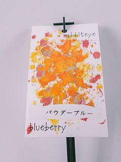 お届け品種例