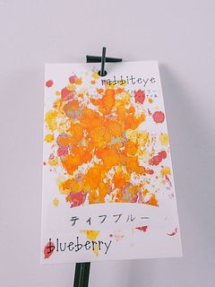 お届け品種例