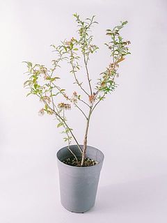 サイズには個体差がございます