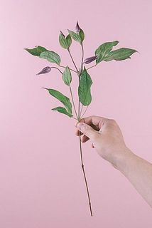クレマチスの花付きには個体差があります。