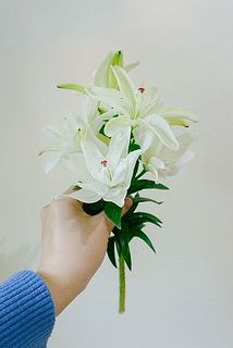 1本から3〜5輪ほど蕾がついています。長さは短めです。
