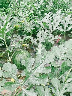 スイカの茎に黄色や紫、赤の目印の紐が。花の花粉が無くなっていたら、ミツバチが受粉した合図。何日に受粉したものなのか判別できるように色分けして目印をつけています。