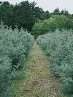 圃場の様子。爽やかな香りに包まれていました