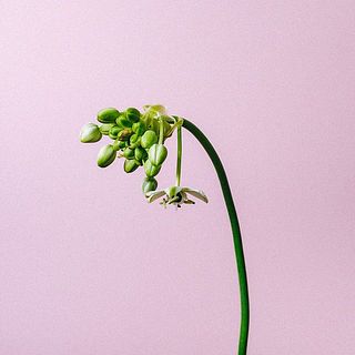 オーニソガラムは頭が重いため、首が曲がっているように見えます。品質は問題ないのでご安心ください。　