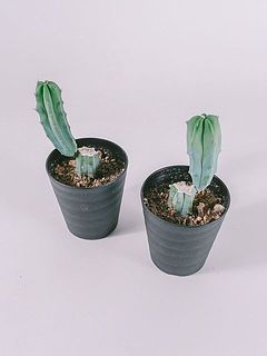 お届け例