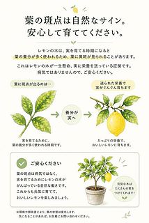 葉の斑点について