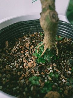 土に苔がついていることがございます。