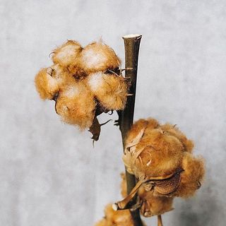 思わず触りたくなるもこもこ質感。花言葉は「優秀」。