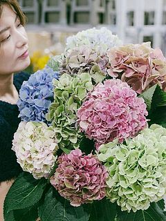 旬のアンティーク紫陽花を2本お届け🌈