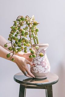 花器に飾ってもおしゃれに纏まります。