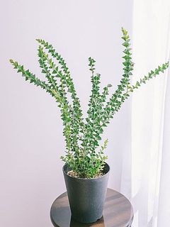 必ず屋外で育てましょう。