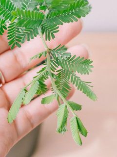 新芽は水が下がりやすいです。