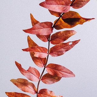 紅葉ヒペリカムは葉が茶色くなっていたり欠けている場合があります。気になる部分は取って下さい。