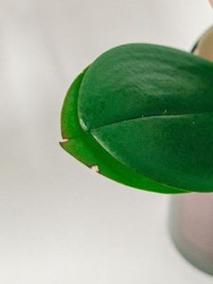 一部、葉に傷がある場合がございます。