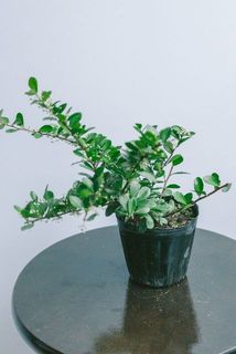 実のつき方には個体差がございます。