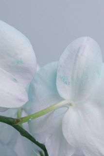 一部、花弁に染色剤が付着している場合がございます。