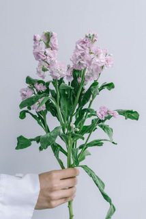 花付きには個体差があります。