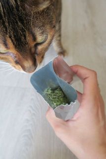 特に興味を示さない猫ちゃんもいました。反応には個体差がありますのでご了承ください。